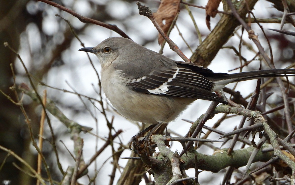 Northern Mockingbird - ML298635951