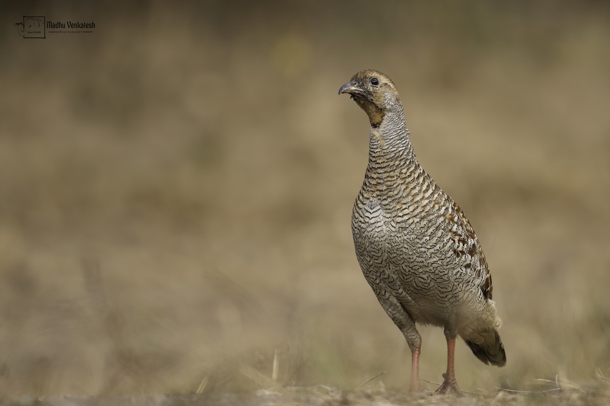 Gray Francolin - Madhu Venkatesh