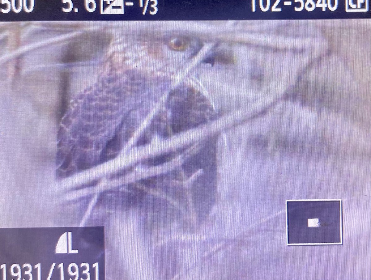 Sharp-shinned Hawk - ML298638131