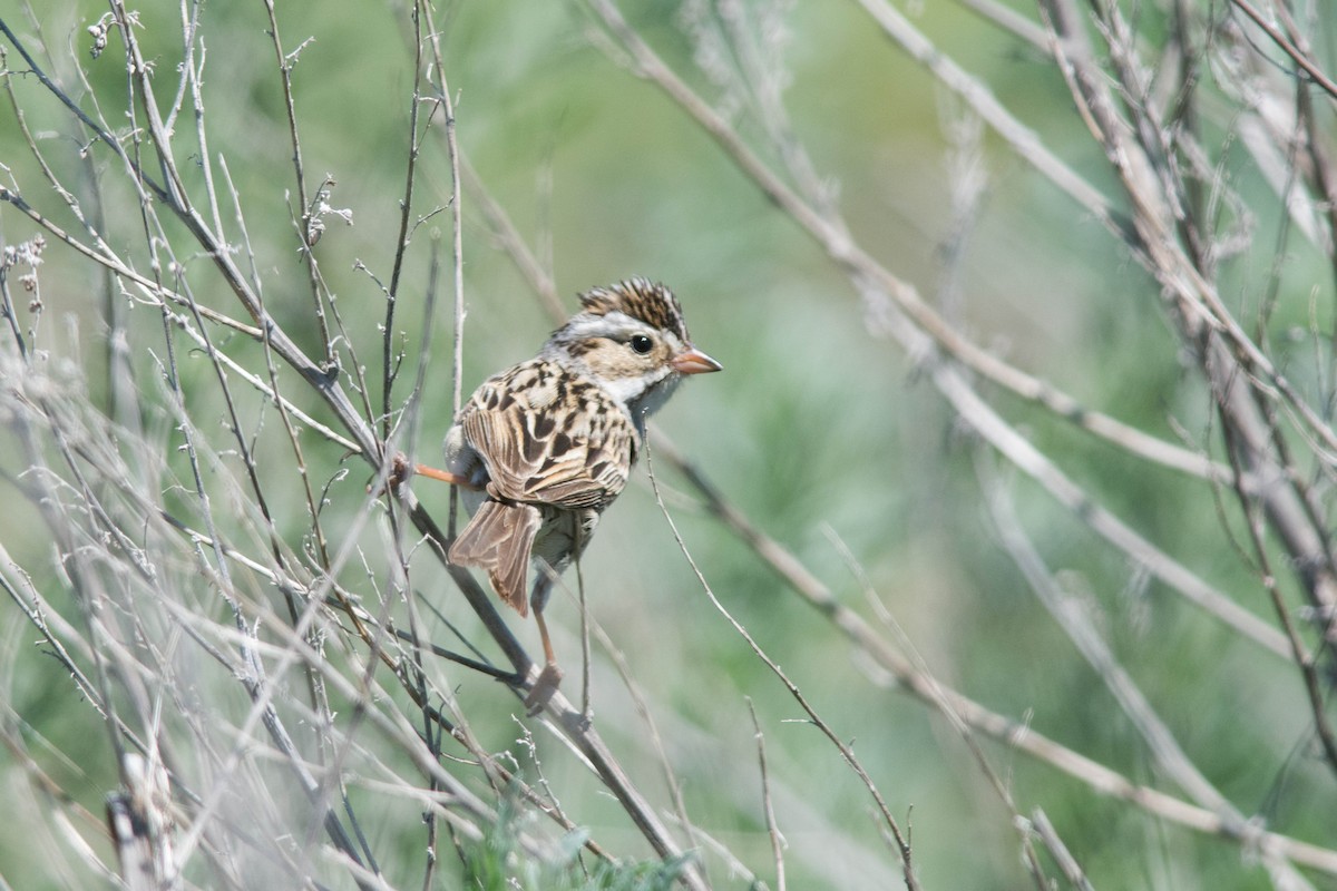 Clay-colored Sparrow - ML29863871