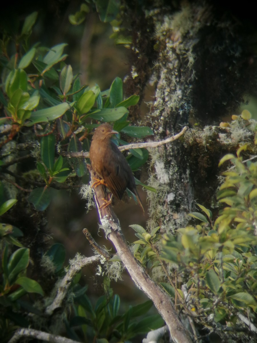 Glossy-black Thrush - ML298639041