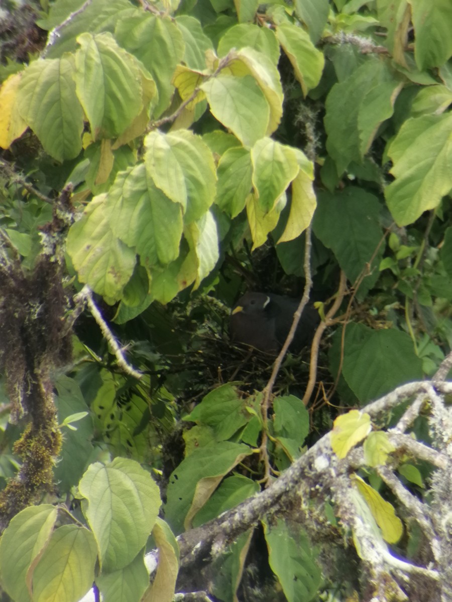 Band-tailed Pigeon - ML298639281