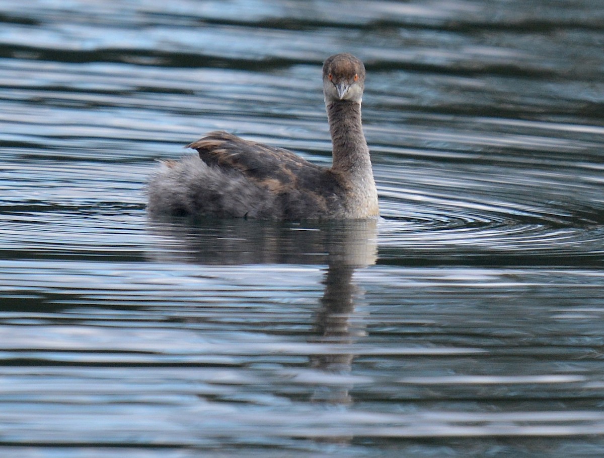 Eared Grebe - Jay Wherley