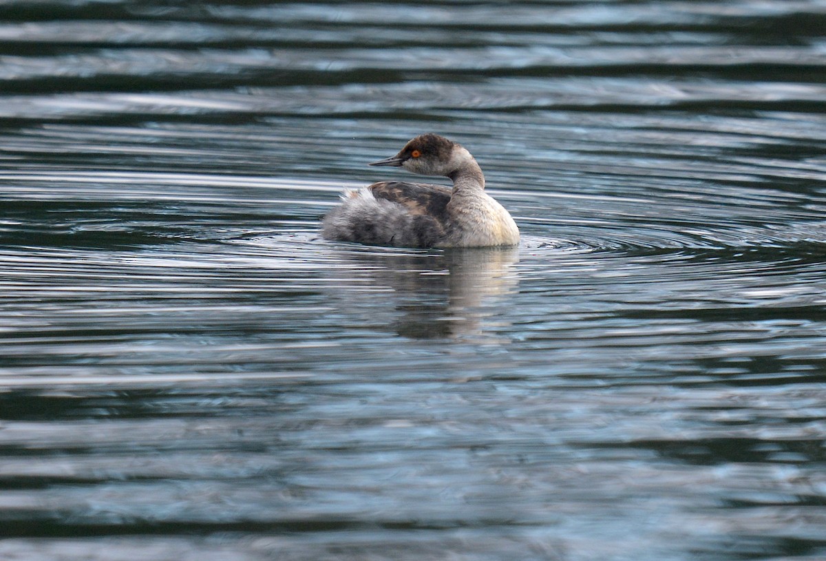 Eared Grebe - Jay Wherley