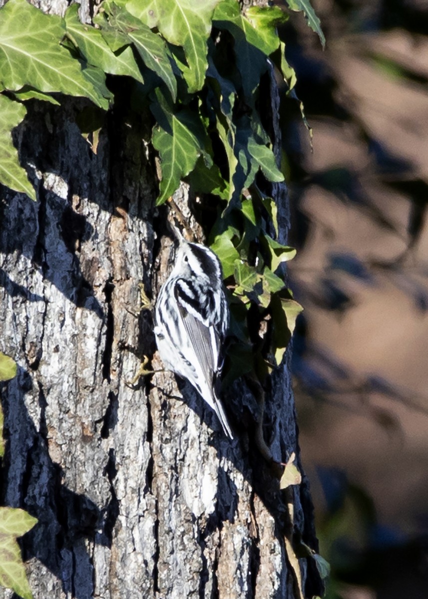 Black-and-white Warbler - John Carter