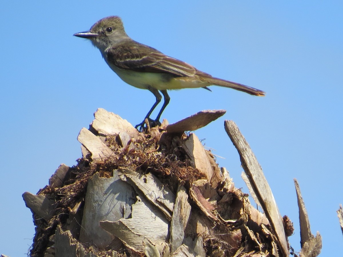 Great Crested Flycatcher - Aditya Nayak