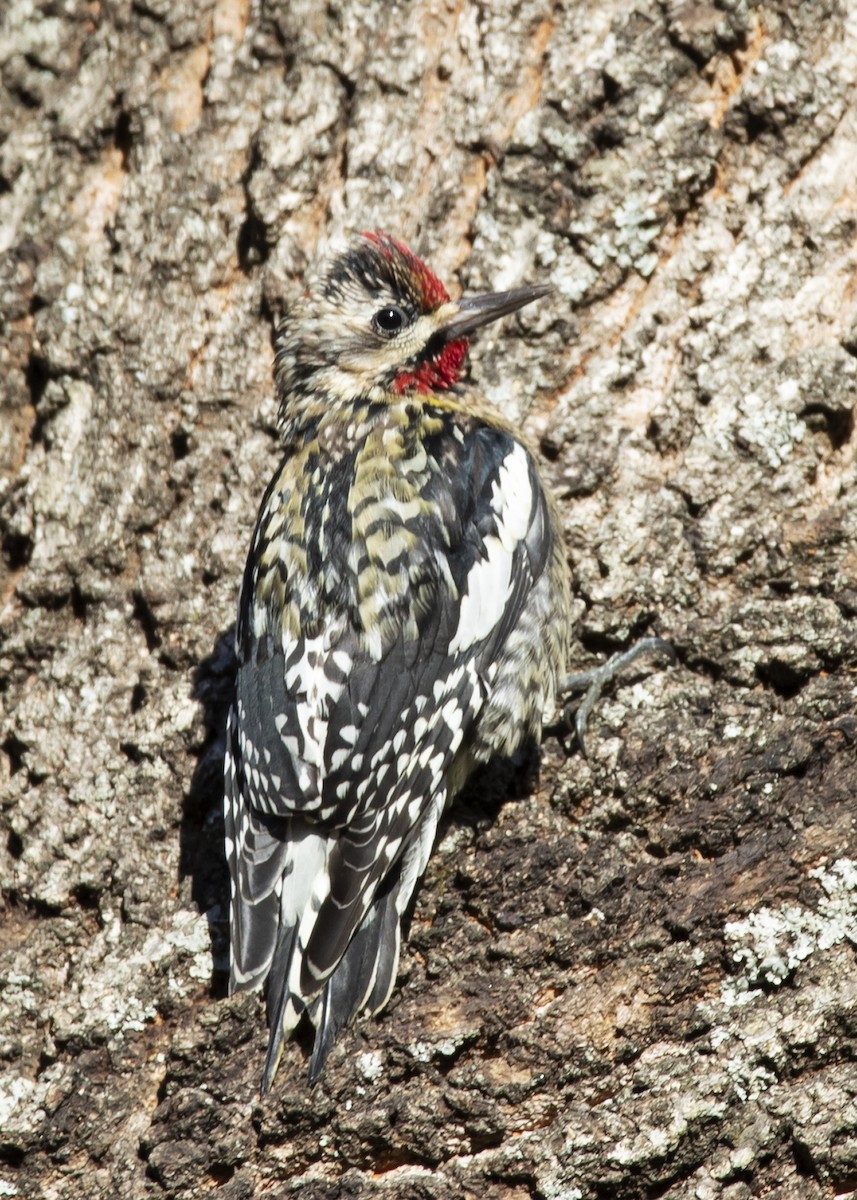 Yellow-bellied Sapsucker - ML298643751