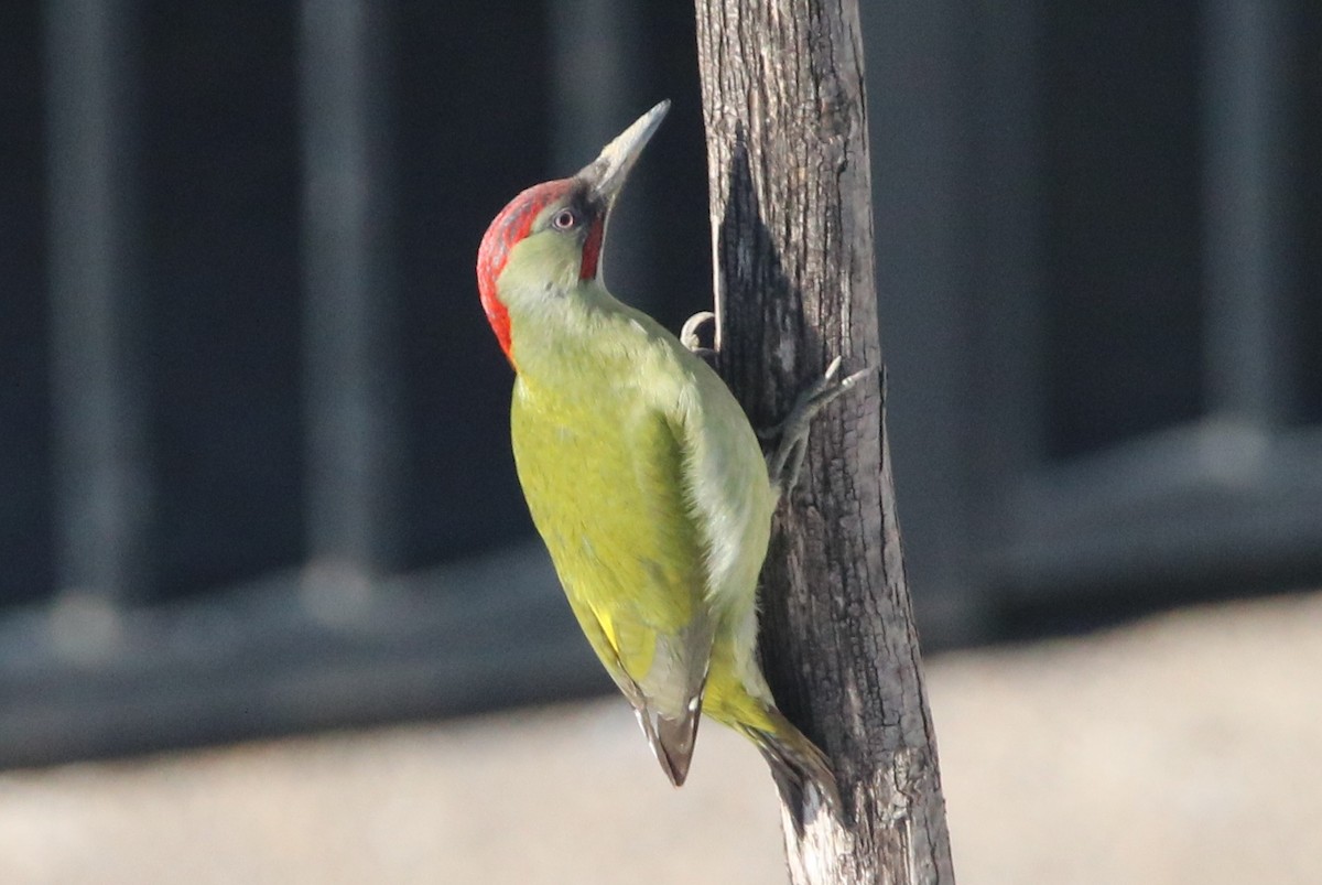 Iberian Green Woodpecker - ML298645001