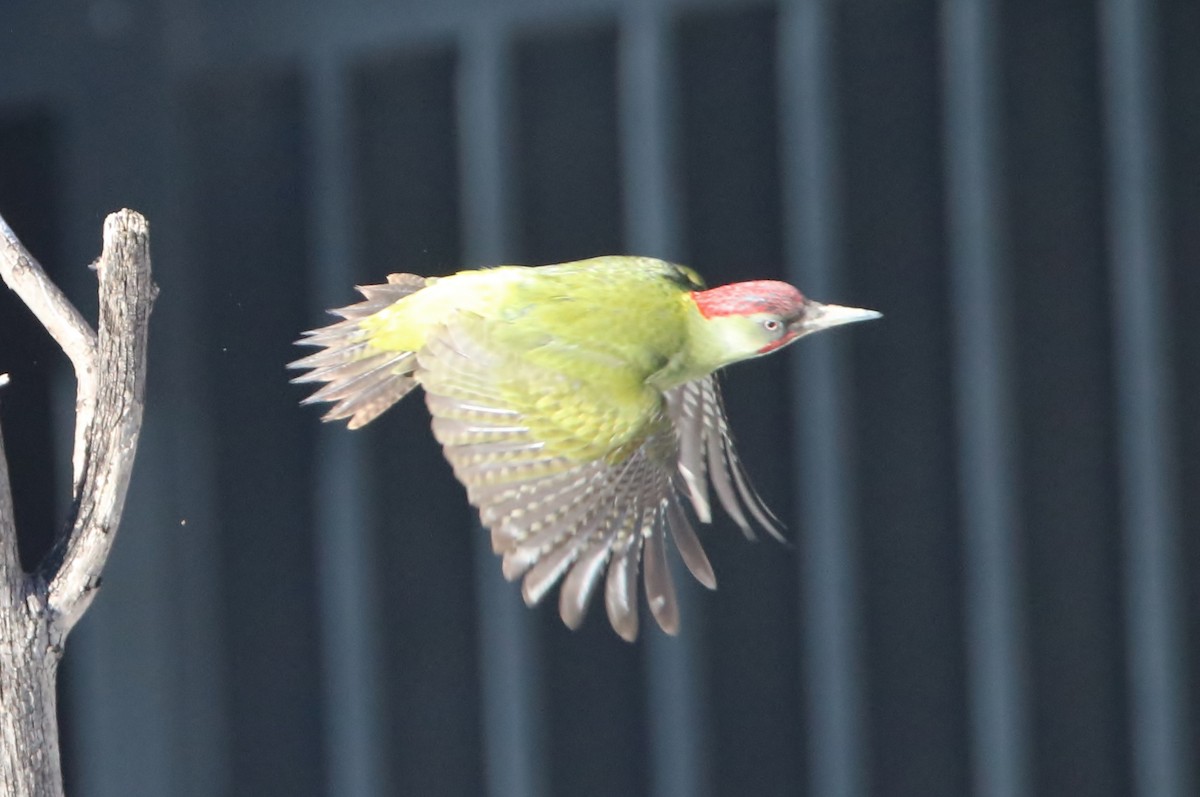 Iberian Green Woodpecker - ML298645011