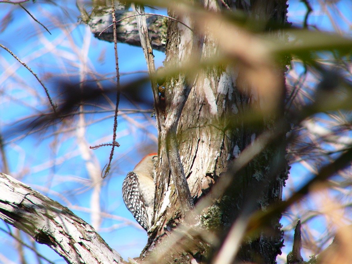 Red-bellied Woodpecker - ML298647061