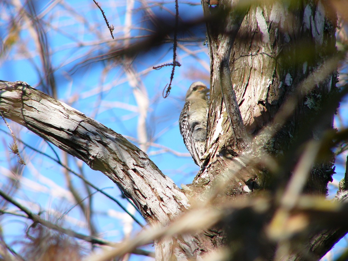 Red-bellied Woodpecker - ML298647071