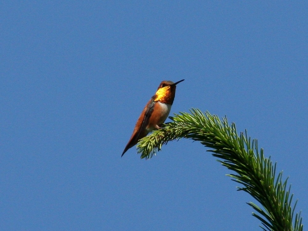 Rufous Hummingbird - Nels Nelson