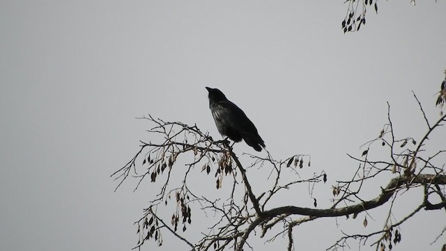 Fish Crow - ML298648451