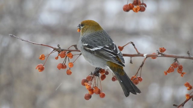 Pine Grosbeak - ML298649171