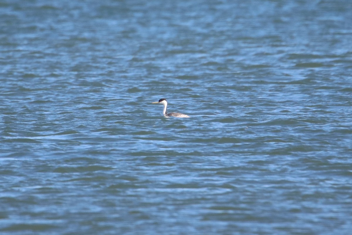 Western Grebe - Steve Myers