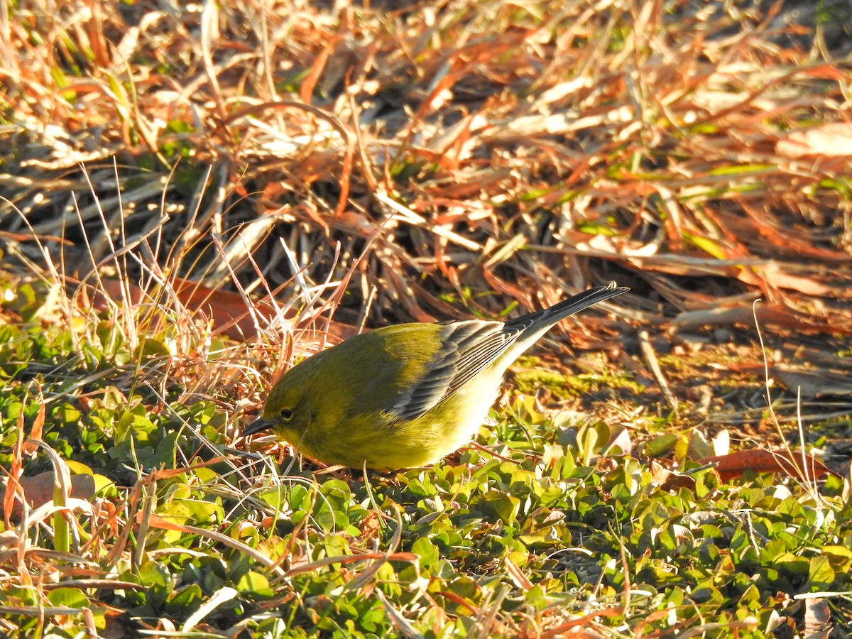 Pine Warbler - ML298649771