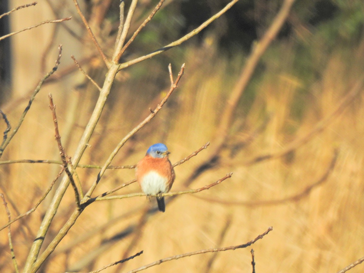 Eastern Bluebird - ML298649931