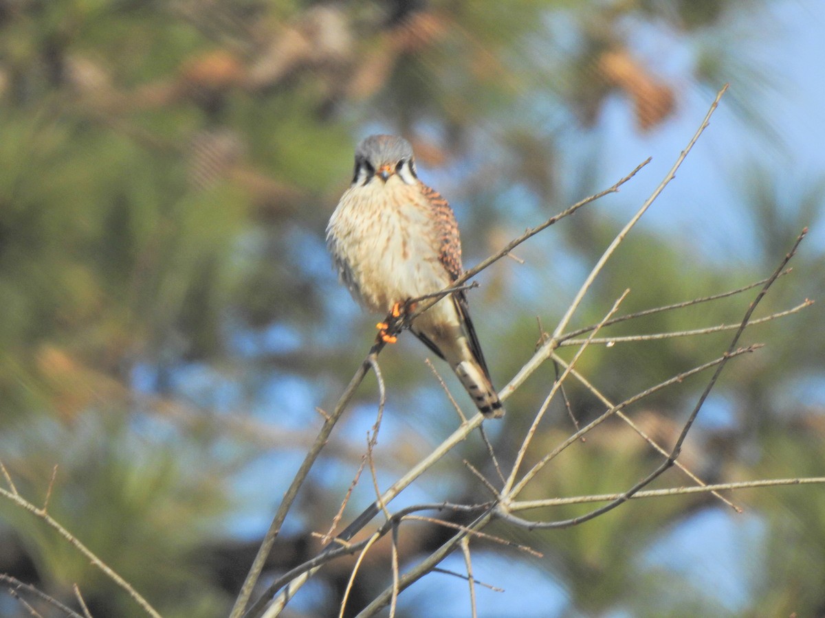 American Kestrel - ML298650011