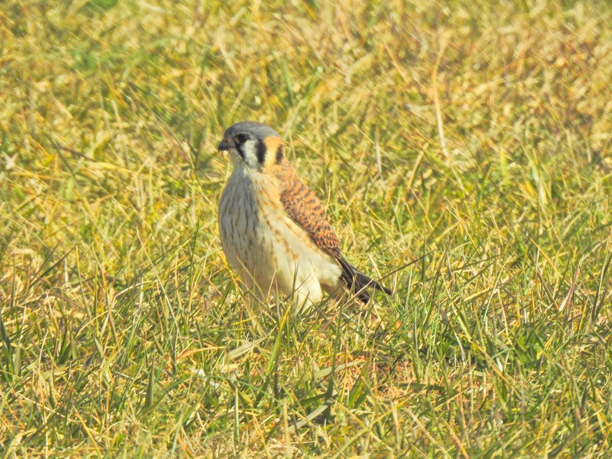 American Kestrel - ML298650031