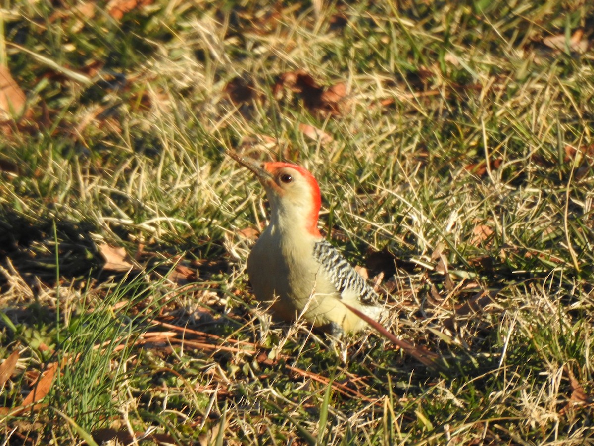 Red-bellied Woodpecker - ML298650041