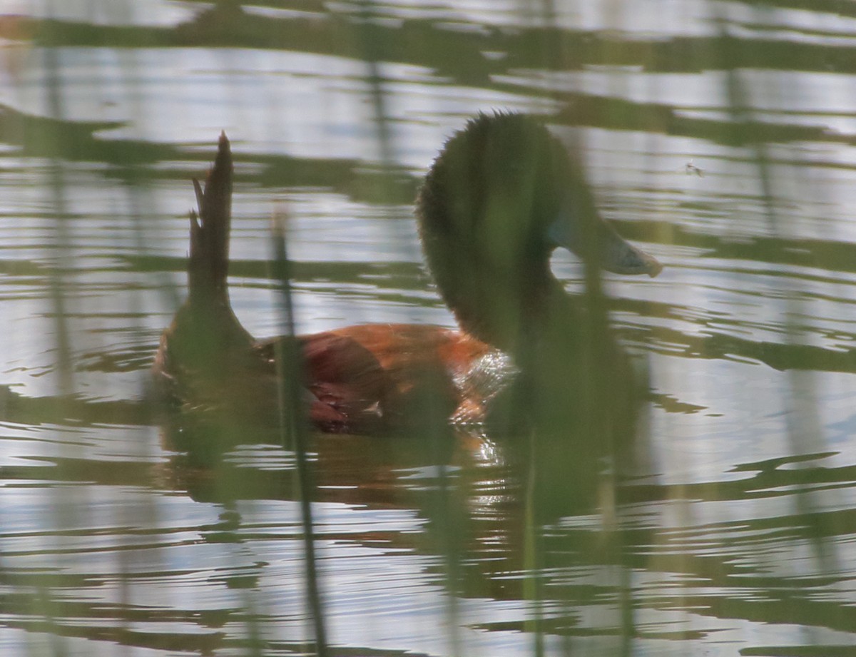 Lake Duck - Gabriel Carbajales