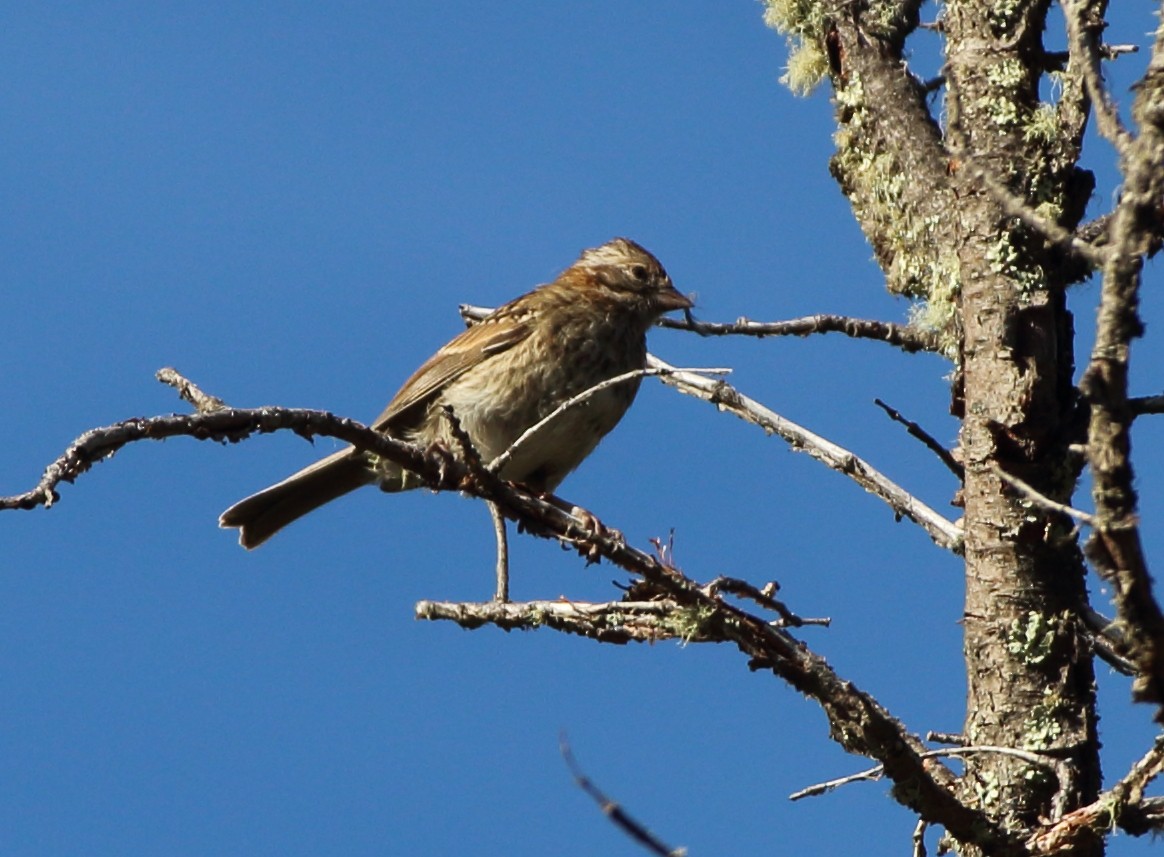 Rufous-collared Sparrow - Gabriel Carbajales