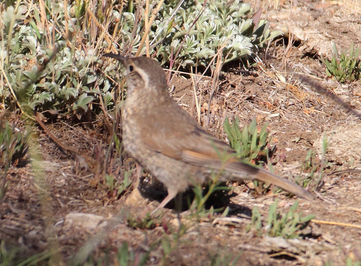 Patagonian Forest Earthcreeper - ML298651891