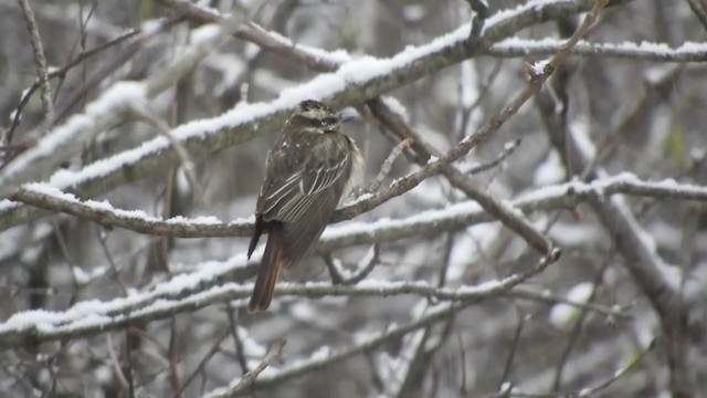 Variegated Flycatcher - ML298652521