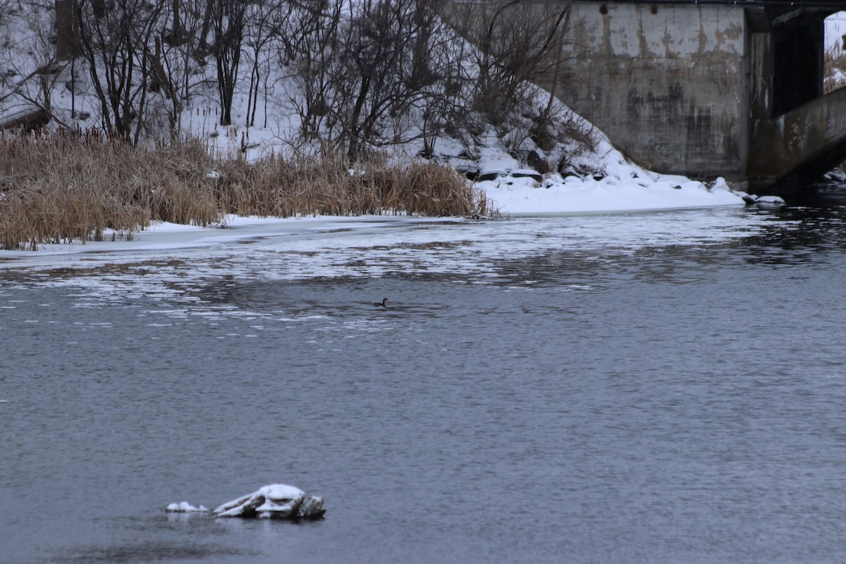 Pied-billed Grebe - ML298656801