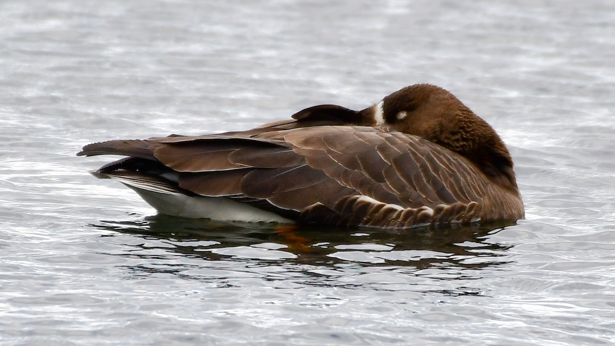 Greater White-fronted Goose - ML298658681