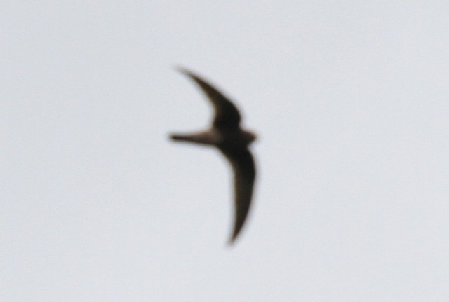 Black Swift - ML29865871