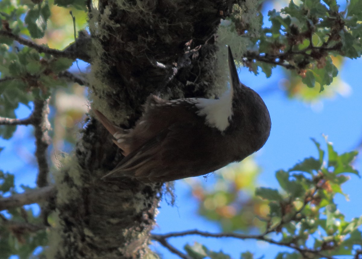 White-throated Treerunner - Gabriel Carbajales