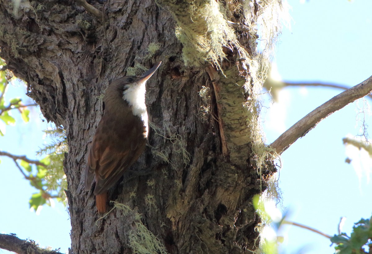 White-throated Treerunner - Gabriel Carbajales