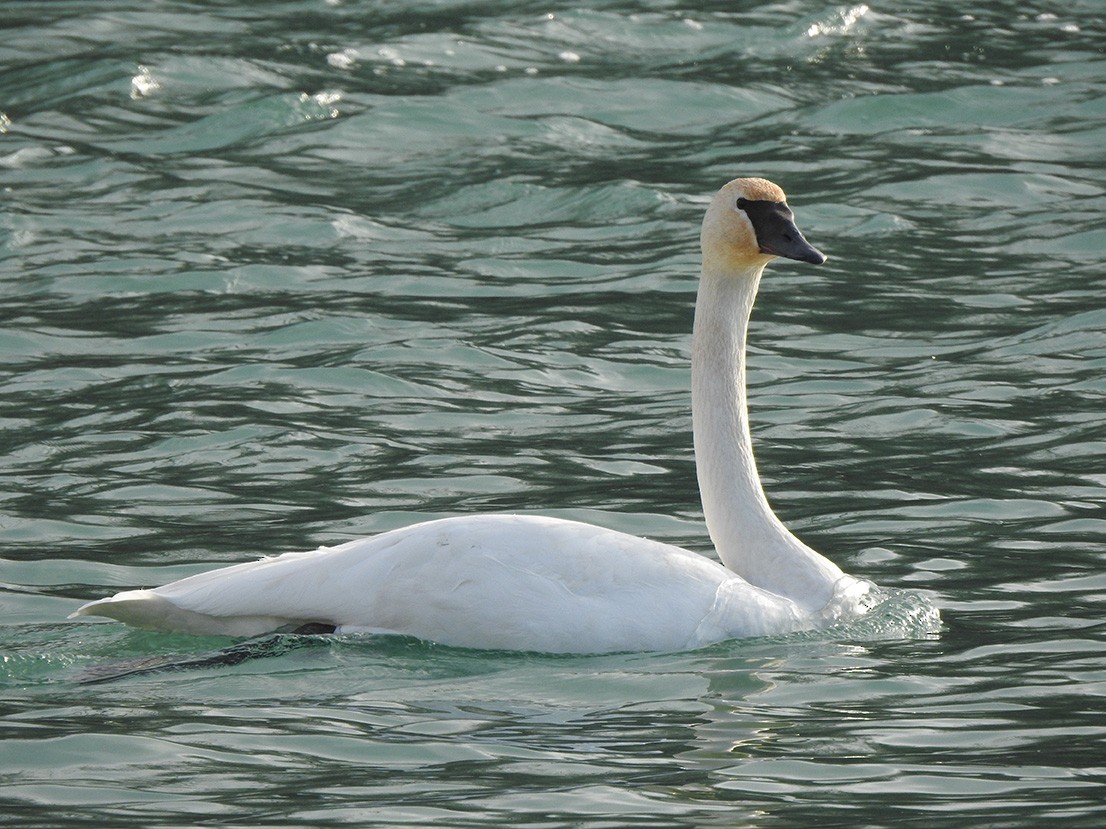 Trumpeter Swan - ML298661261
