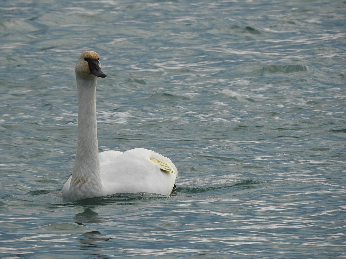 Trumpeter Swan - ML298661271