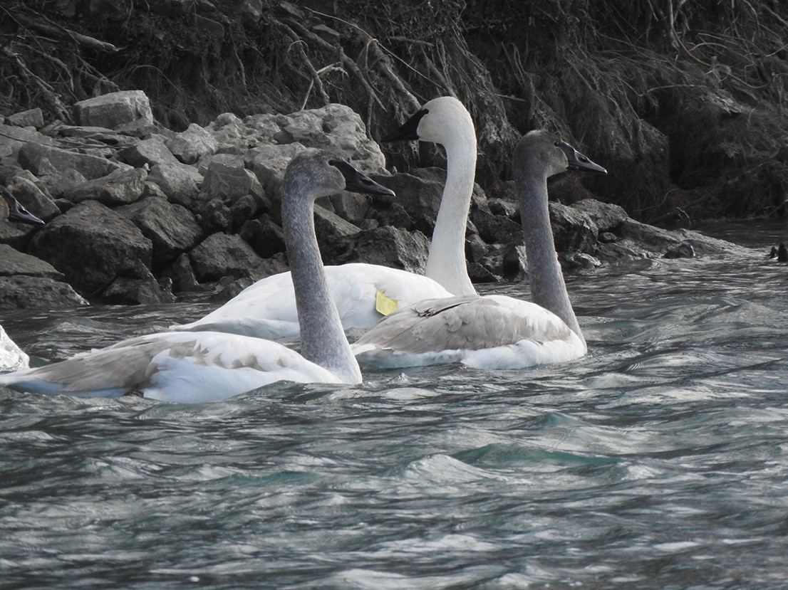 Trumpeter Swan - ML298661291