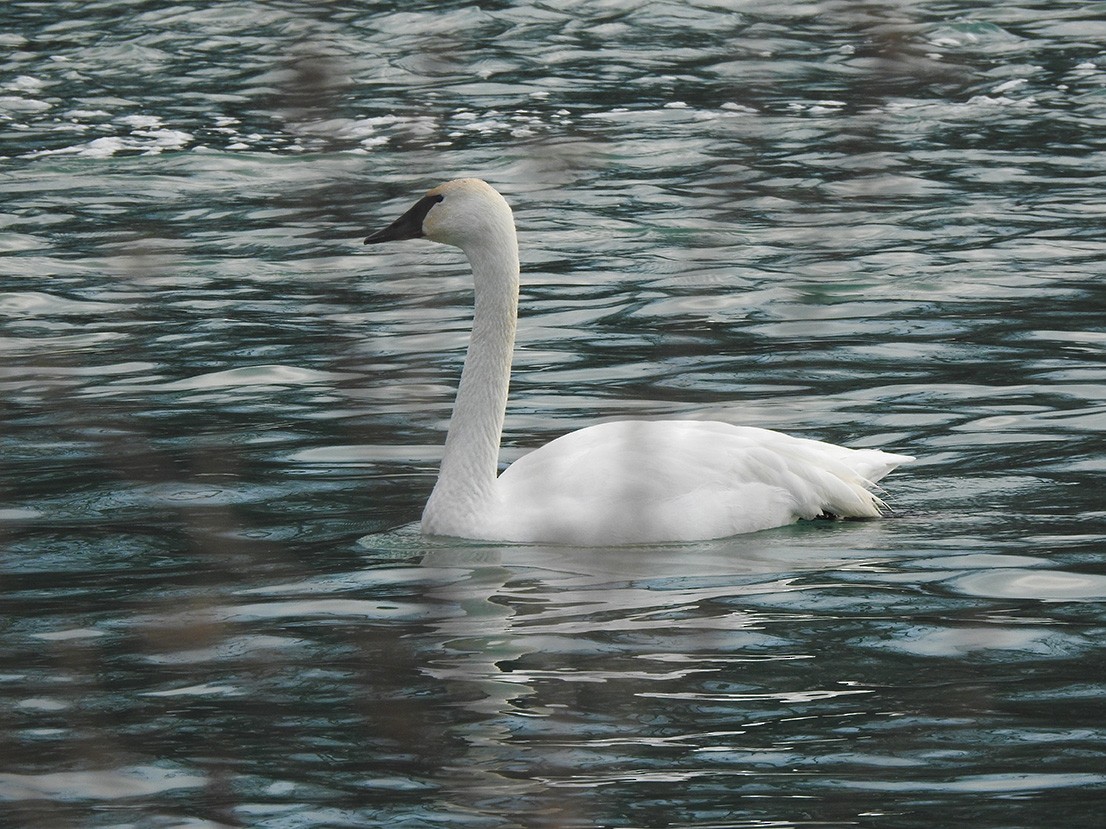 Trumpeter Swan - ML298661301