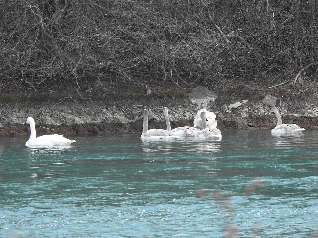 Trumpeter Swan - ML298661311