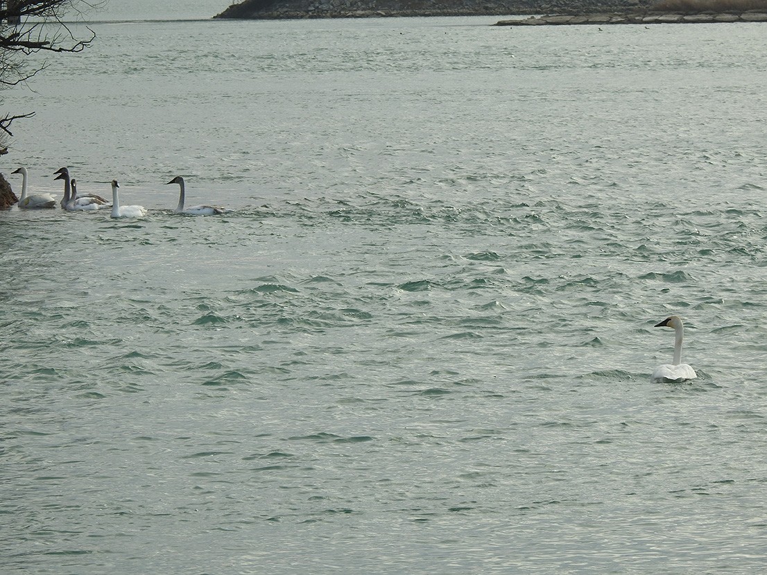 Trumpeter Swan - ML298661321