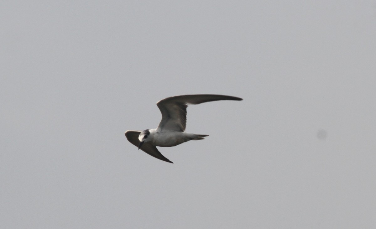 Whiskered Tern - ML298662551