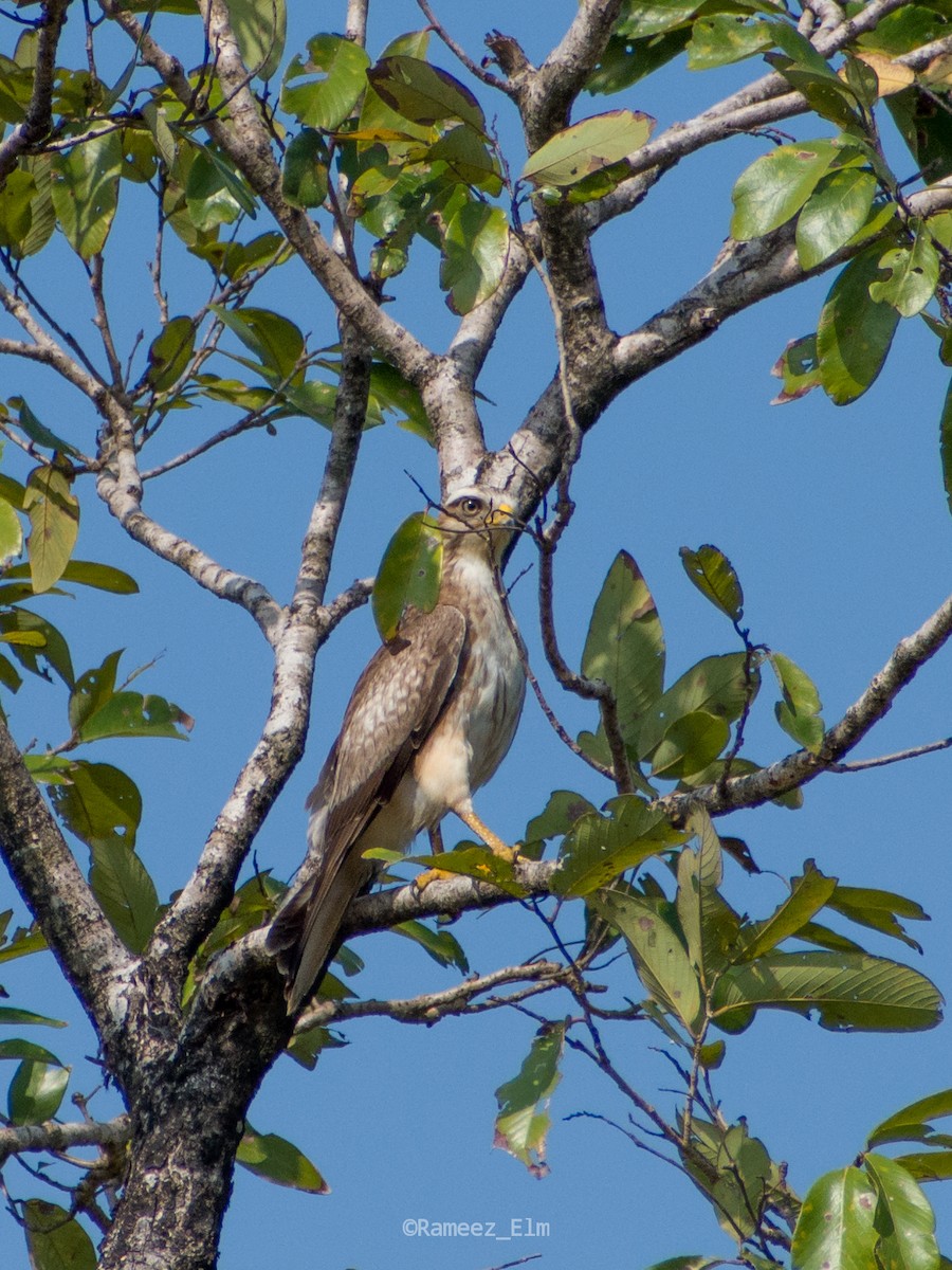 White-eyed Buzzard - ML298662641