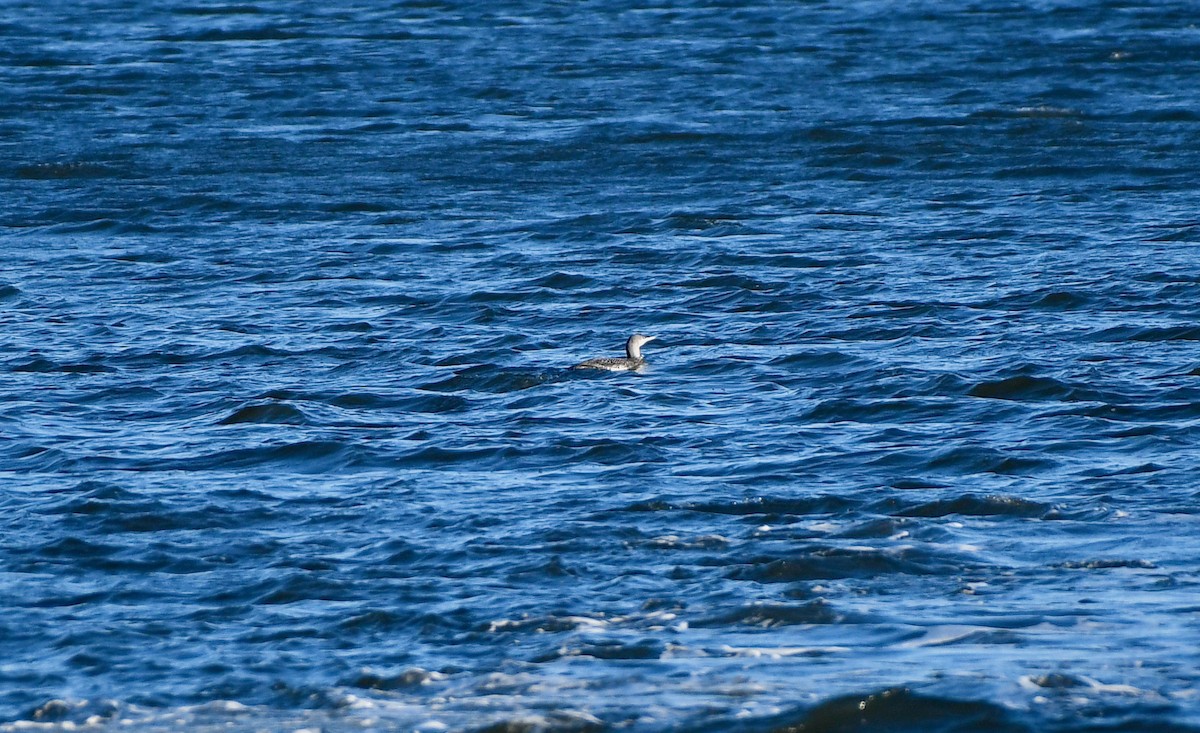 Red-throated Loon - ML298662731