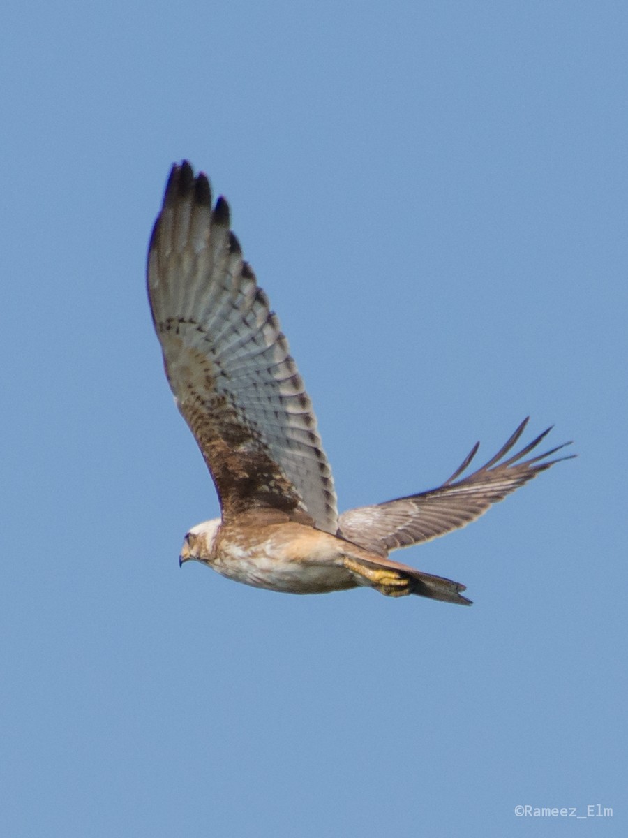 White-eyed Buzzard - ML298663081