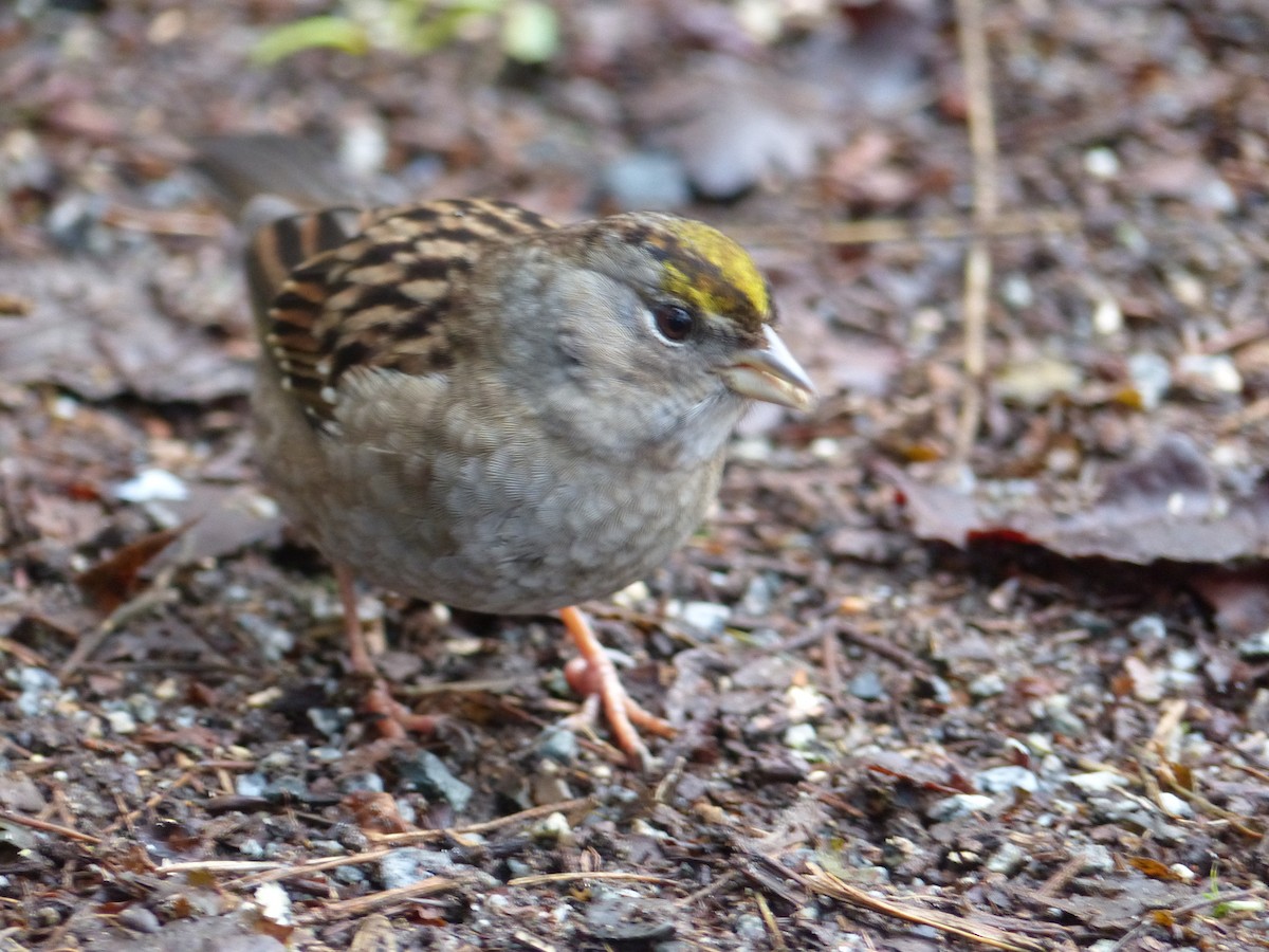 Golden-crowned Sparrow - ML298663241