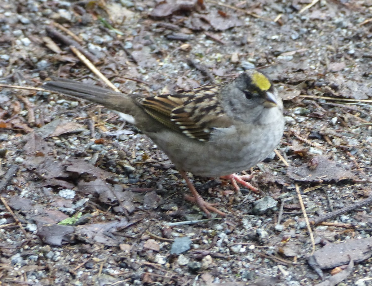 Golden-crowned Sparrow - ML298663301