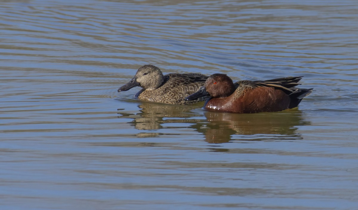 Cinnamon Teal - Marky Mutchler