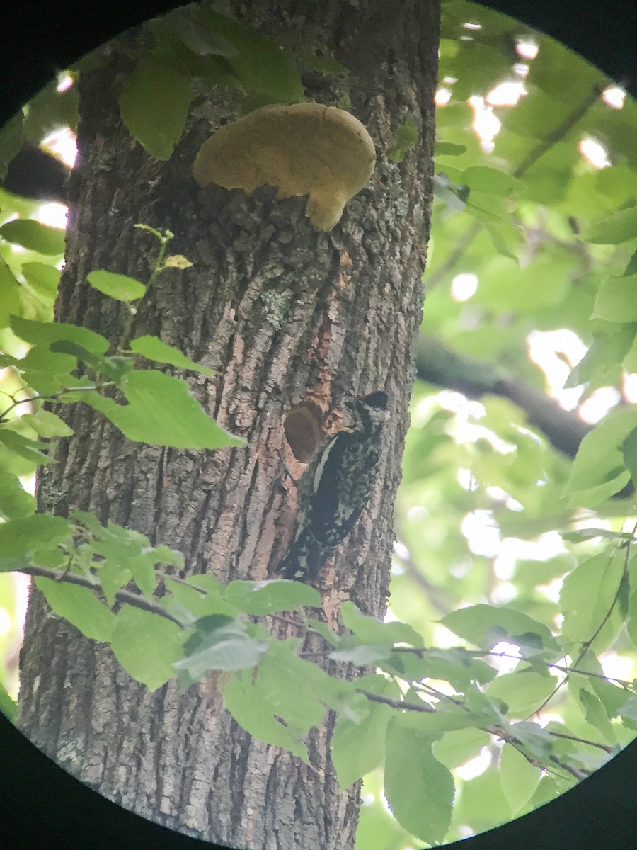 Yellow-bellied Sapsucker - ML29866621