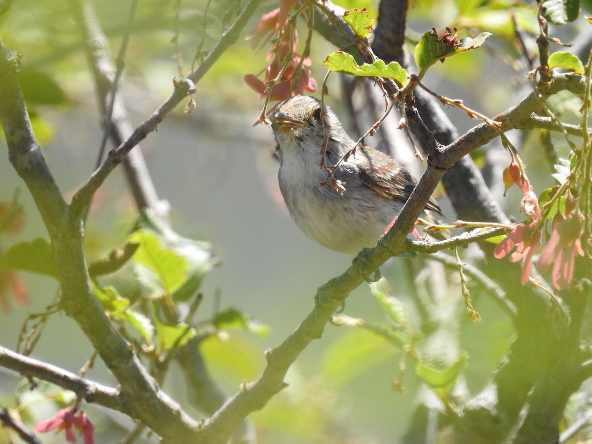 Fulvous-crowned Scrub-Tyrant - ML298667891