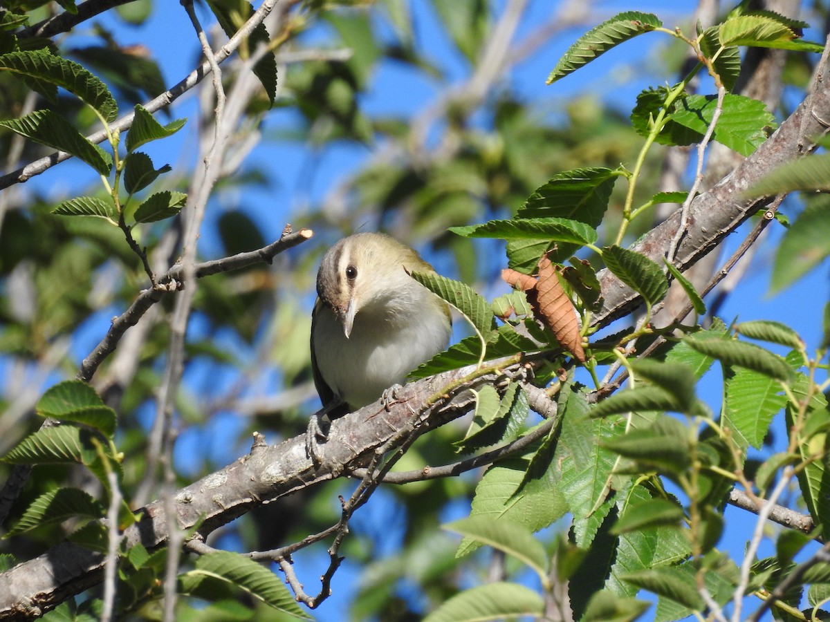 Chivi Vireo - ML298668241