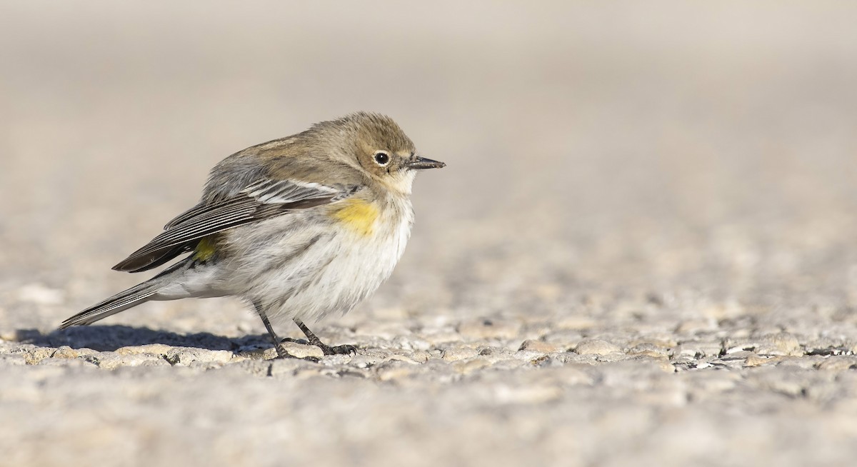 Yellow-rumped Warbler (Myrtle) - Marky Mutchler